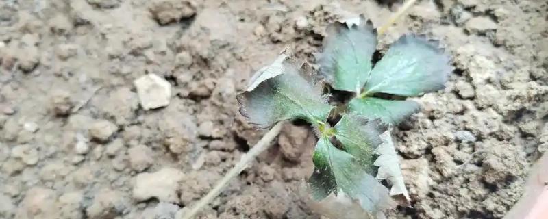 草莓苗蔫了如何补救，将环境温度稳定在20℃以上