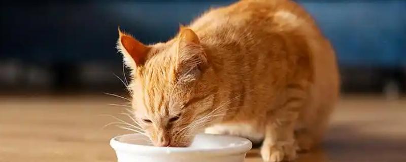 猫为什么不能喝牛奶，大部分的猫不建议喝牛奶