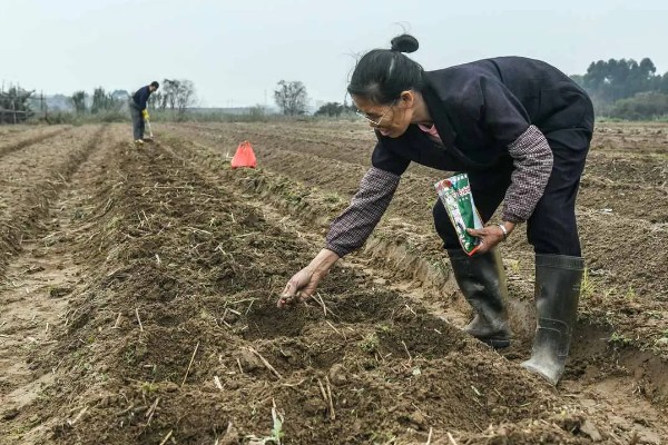 什么是玉米出苗率，田间出苗率等于田间苗数乘以播种粒数