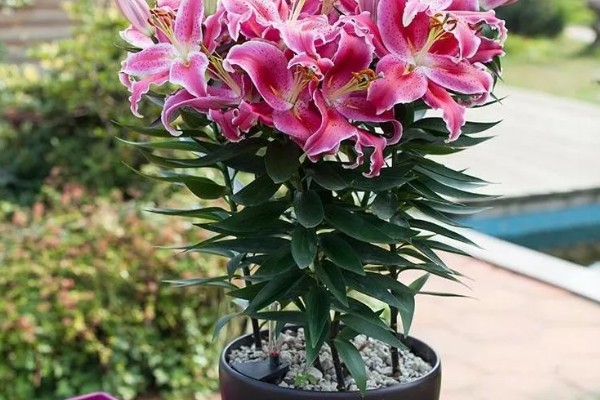 百合不开花的原因，可能是种球过小所致