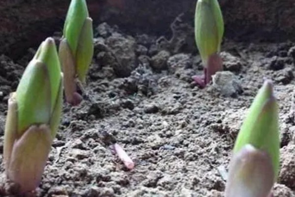 百合不开花的原因，可能是种球过小所致