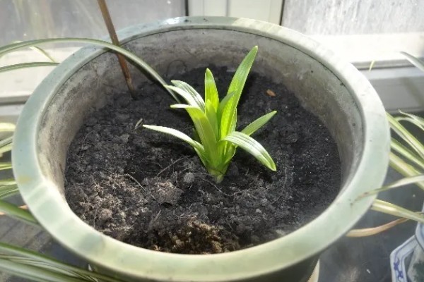 百合不开花的原因，可能是种球过小所致