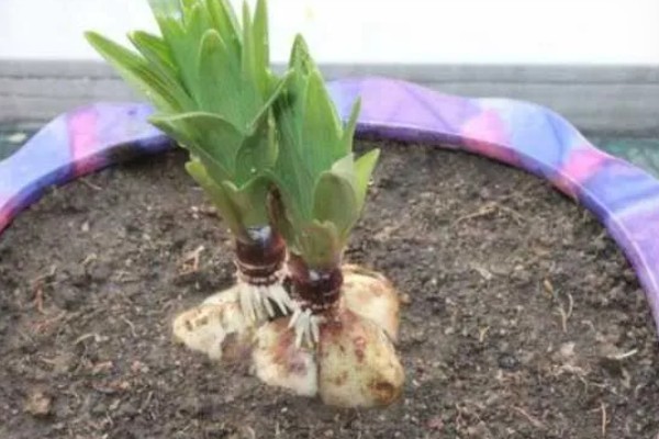 百合不开花的原因，可能是种球过小所致