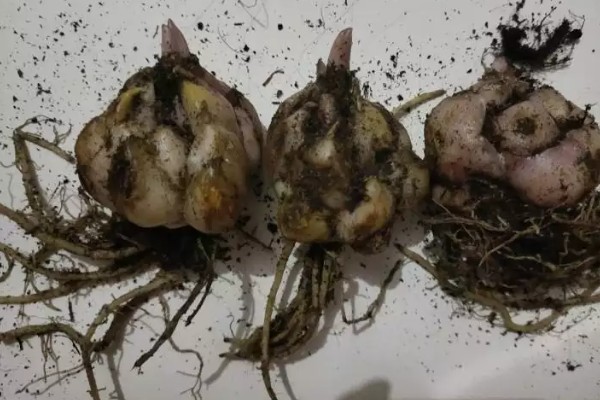 百合不开花的原因，可能是种球过小所致