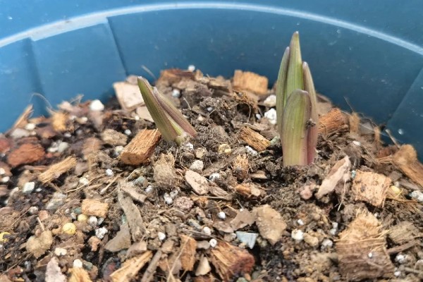 百合不开花的原因，可能是种球过小所致