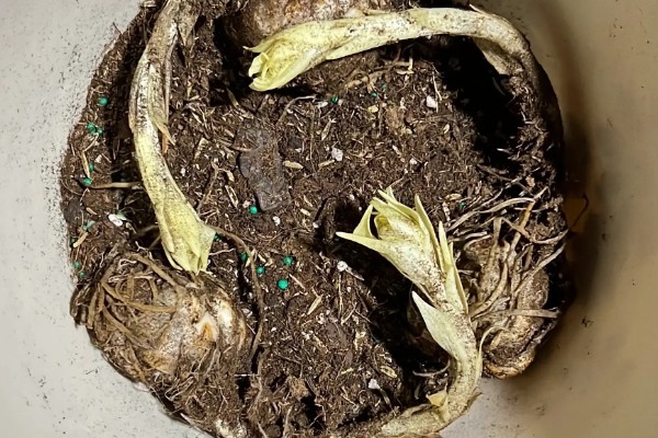 百合不开花的原因，可能是种球过小所致