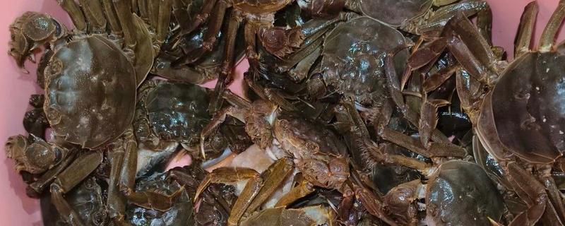 钓螃蟹的技巧，常用的饵料有鸡肝、鸭肠等