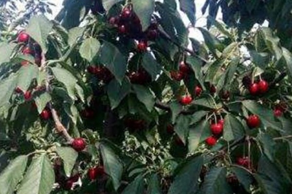 科迪亚大樱桃的简介，属于早产、丰产品种