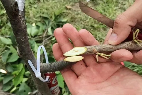 科迪亚大樱桃的简介，属于早产、丰产品种