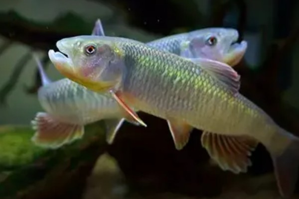 马口鱼的食物,主要以小型鱼类、甲壳类等动物为食