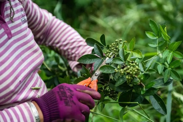 花椒树的盆栽养殖方法,花期前每月施加一次速效氮肥