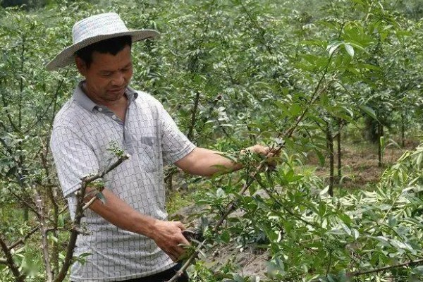 花椒树的盆栽养殖方法,花期前每月施加一次速效氮肥