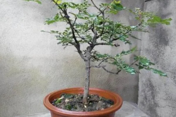 花椒树的盆栽养殖方法,花期前每月施加一次速效氮肥