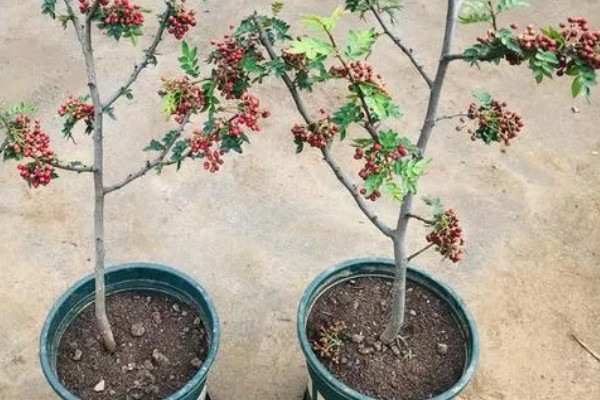 花椒树的盆栽养殖方法,花期前每月施加一次速效氮肥