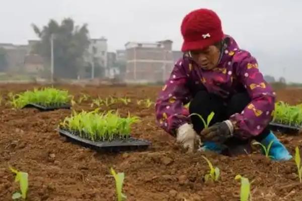 甜玉米的种植时间,分为春播、夏播、秋播
