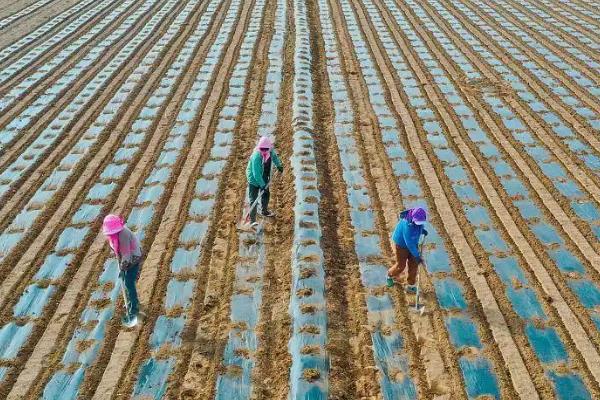 甜玉米的种植时间,分为春播、夏播、秋播