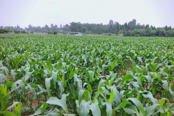 甜玉米的种植时间,分为春播、夏播、秋播
