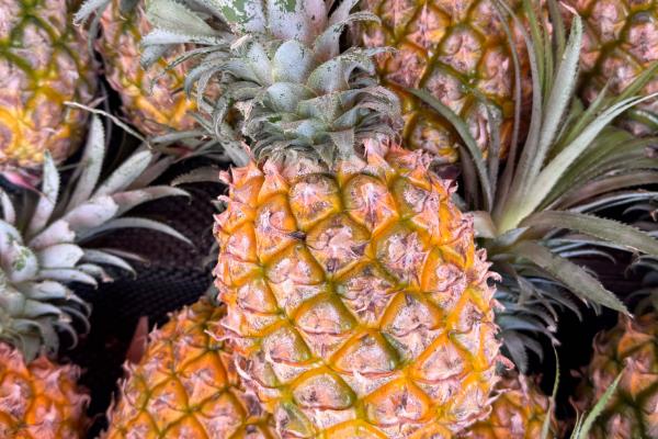 菠萝如何防虫,可放置毒饵、黑光灯诱杀等
