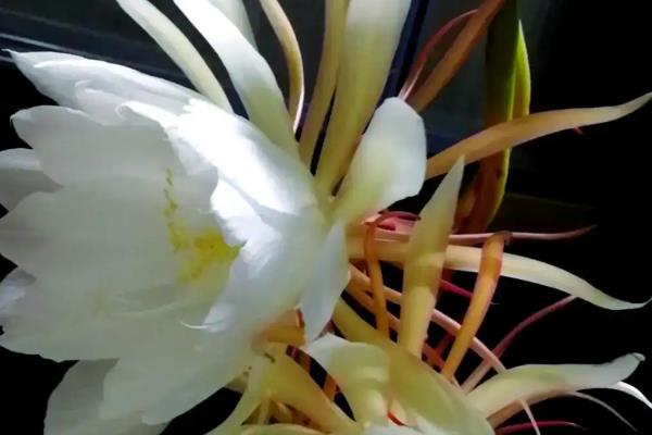 昙花的养殖方法,春秋季节2-3天浇水一次