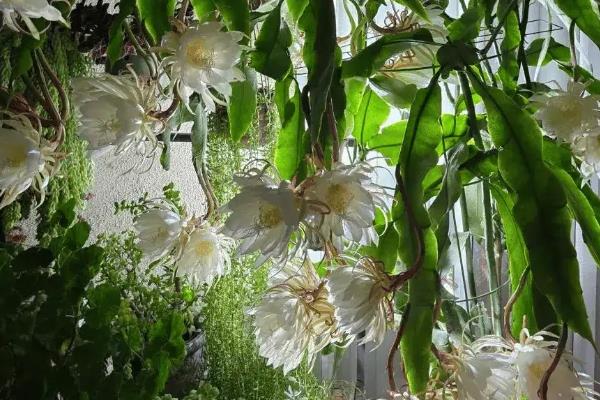 昙花的养殖方法,春秋季节2-3天浇水一次