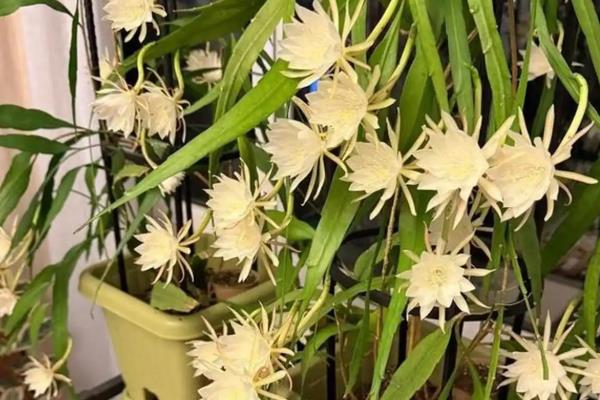 昙花的养殖方法,春秋季节2-3天浇水一次