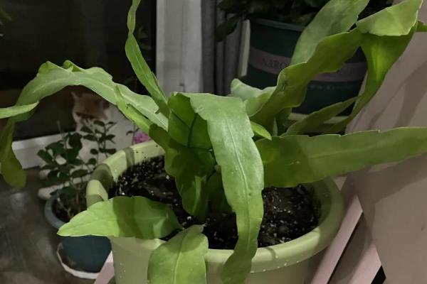 昙花的养殖方法,春秋季节2-3天浇水一次