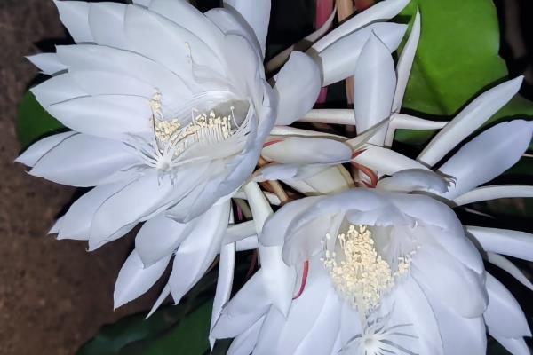 昙花的养殖方法,春秋季节2-3天浇水一次