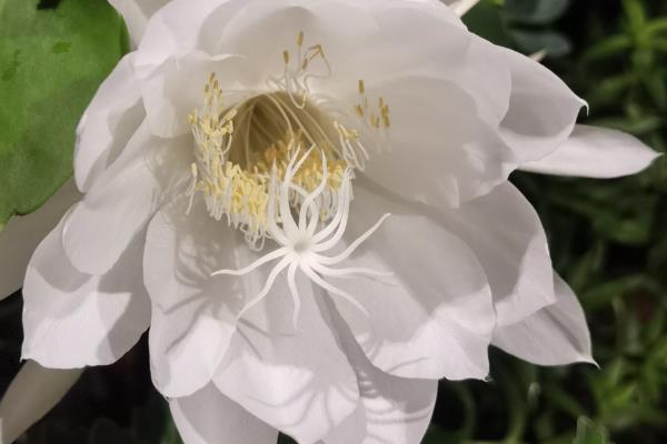 昙花的养殖方法,春秋季节2-3天浇水一次