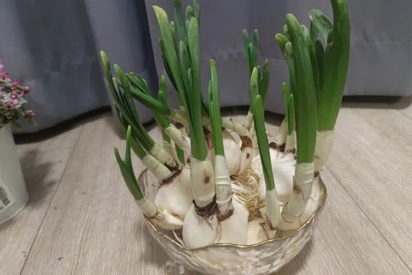 水仙花怎么水培,使用纯净水或晾晒3天的自来水