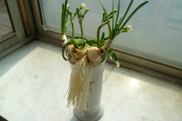 水仙花怎么水培,使用纯净水或晾晒3天的自来水