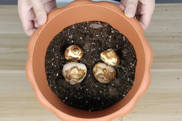 水仙花怎么水培,使用纯净水或晾晒3天的自来水