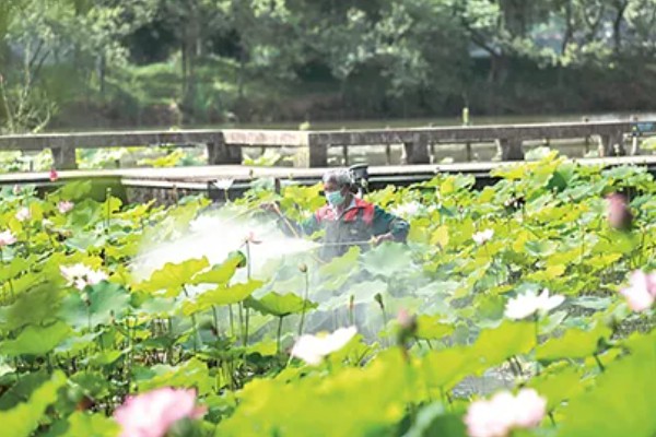 莲藕的种植技术,将水位保持在3-6cm左右