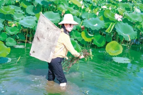 莲藕的种植技术,将水位保持在3-6cm左右
