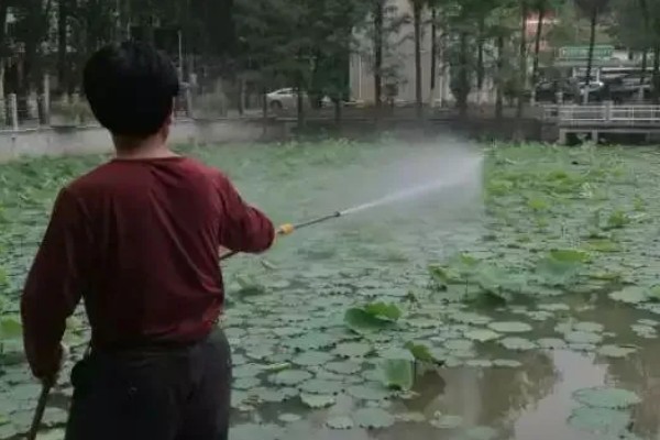 莲藕的种植技术,将水位保持在3-6cm左右