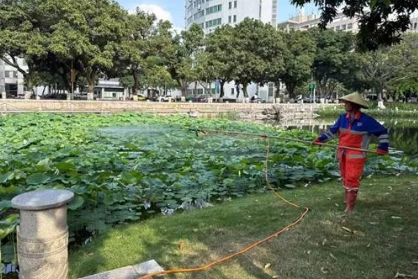 莲藕的种植技术,将水位保持在3-6cm左右