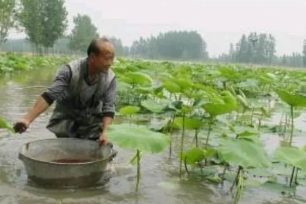 莲藕的种植技术,将水位保持在3-6cm左右