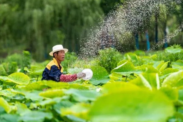莲藕的种植技术,将水位保持在3-6cm左右