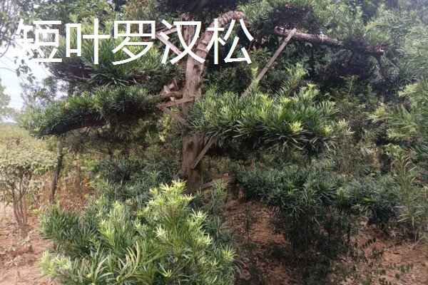 罗汉松的种类,有短叶罗汉松、狭叶罗汉松等