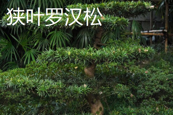 罗汉松的种类,有短叶罗汉松、狭叶罗汉松等