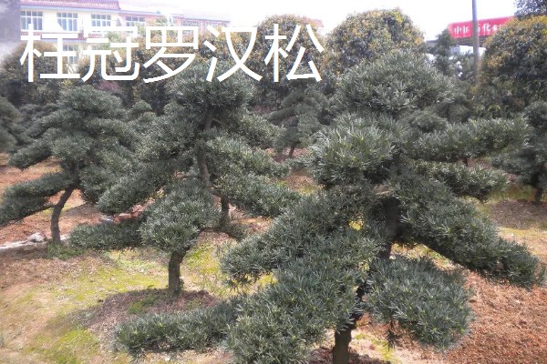 罗汉松的种类,有短叶罗汉松、狭叶罗汉松等