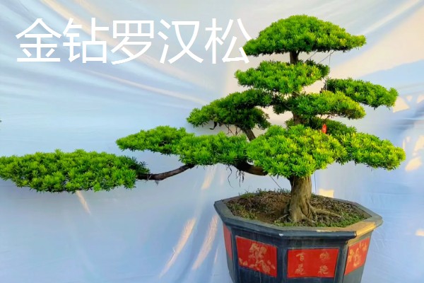 罗汉松的种类,有短叶罗汉松、狭叶罗汉松等