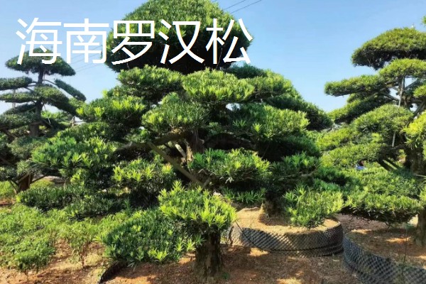 罗汉松的种类,有短叶罗汉松、狭叶罗汉松等