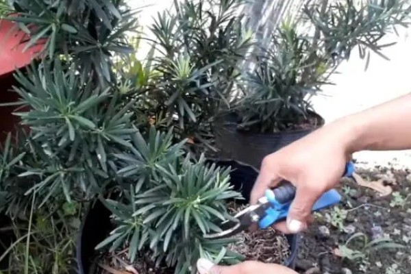 罗汉松的种类,有短叶罗汉松、狭叶罗汉松等