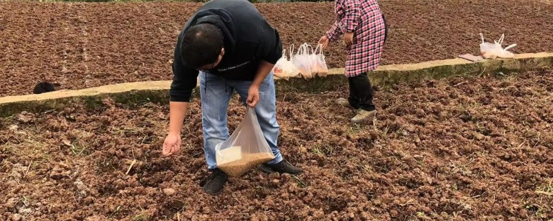 小麦晚播增产技术,首先要根据所在地选择品种