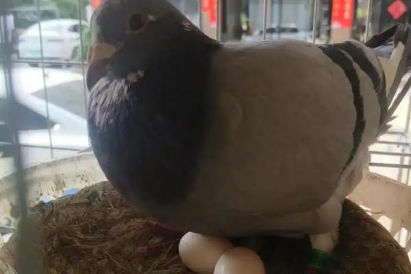小鸽子出壳多久母鸽可以再次产蛋,在小鸟出生后的几星期或几月