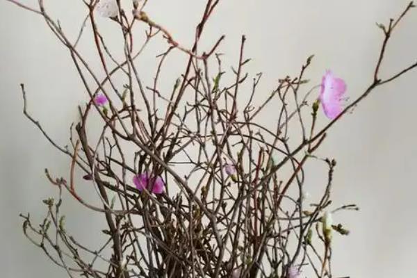干枝杜鹃如何保存,0℃以上放在普通环境下保存