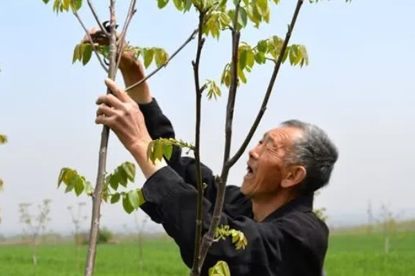 核桃树不结核桃的原因，一般是缺少肥料、没有授粉等因素造成