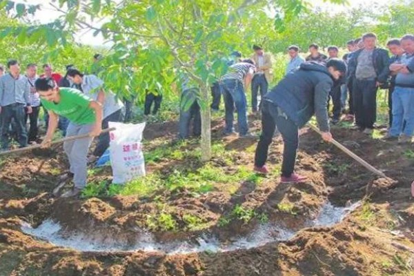 核桃树不结核桃的原因，一般是缺少肥料、没有授粉等因素造成