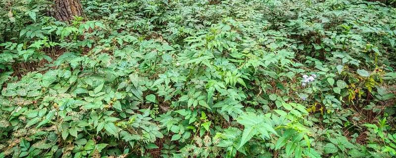 林下参和园参的生长环境区别，通常林下参是林间撒籽