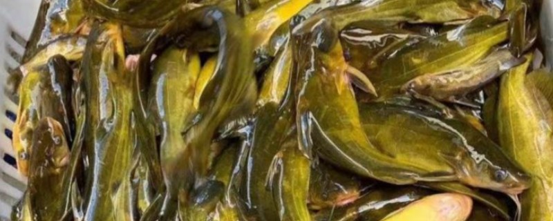 黄骨鱼的清洗方法，撒上面粉再揉搓可以洗净粘液